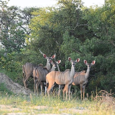 Ngangane Lodge & Reserve Франсистаун Экстерьер фото