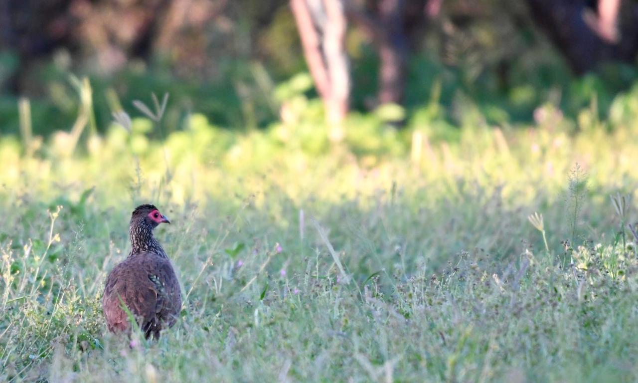 Ngangane Lodge & Reserve Франсистаун Экстерьер фото