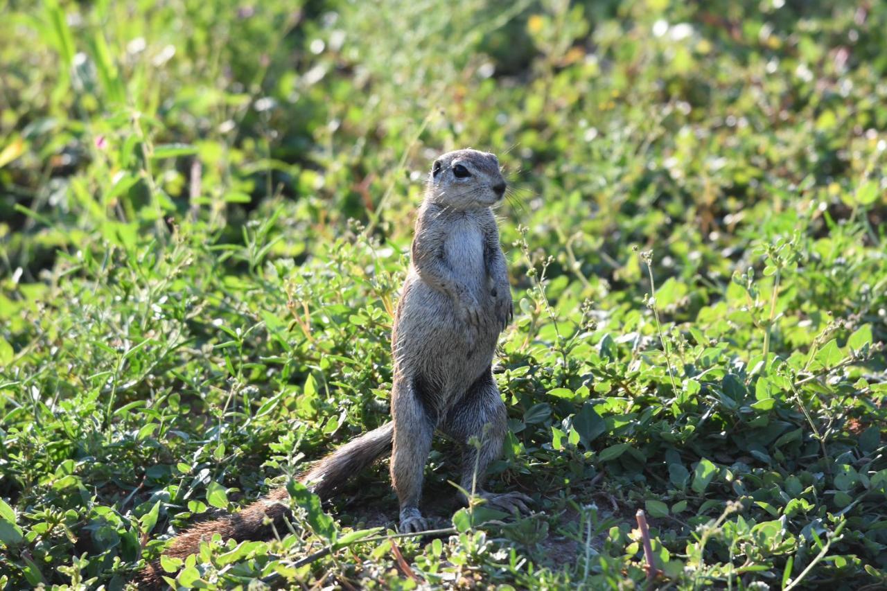 Ngangane Lodge & Reserve Франсистаун Экстерьер фото