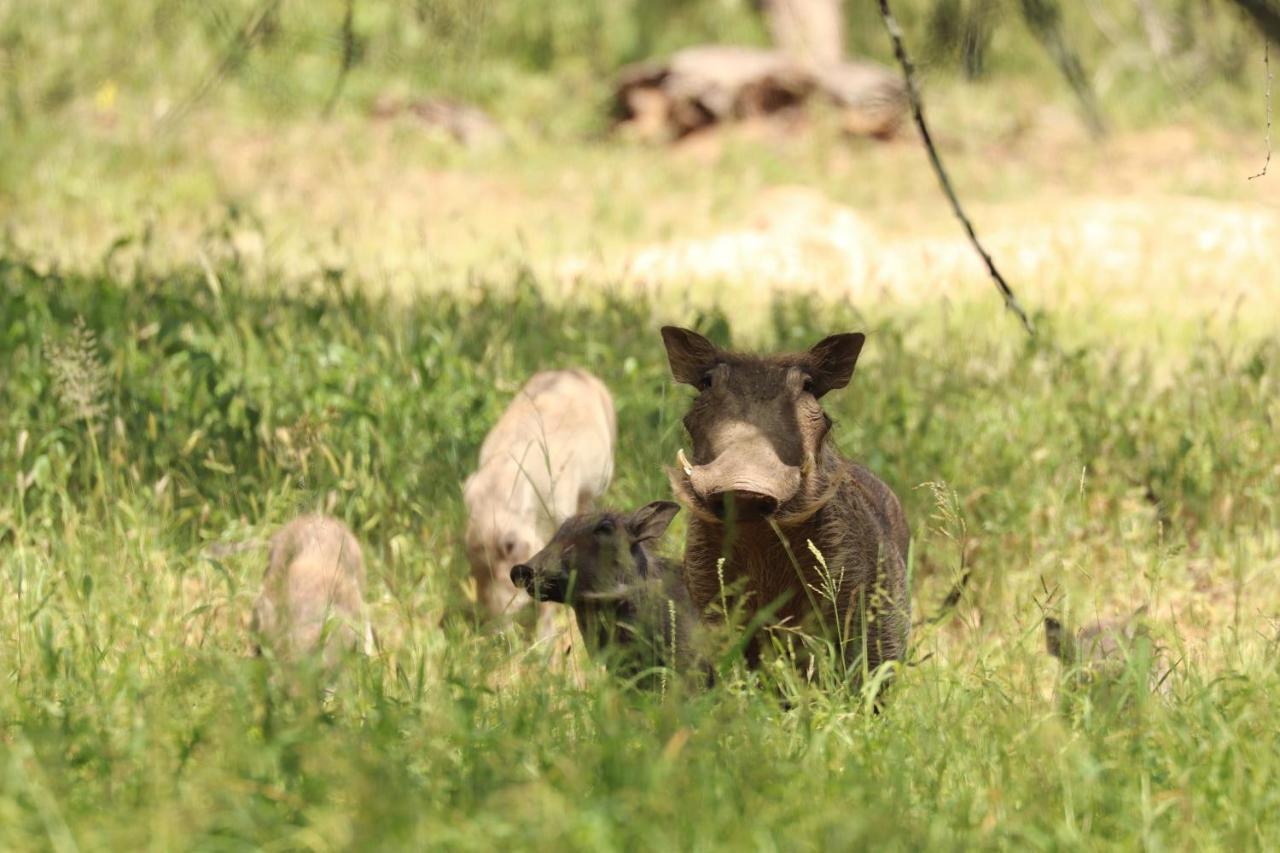 Ngangane Lodge & Reserve Франсистаун Экстерьер фото