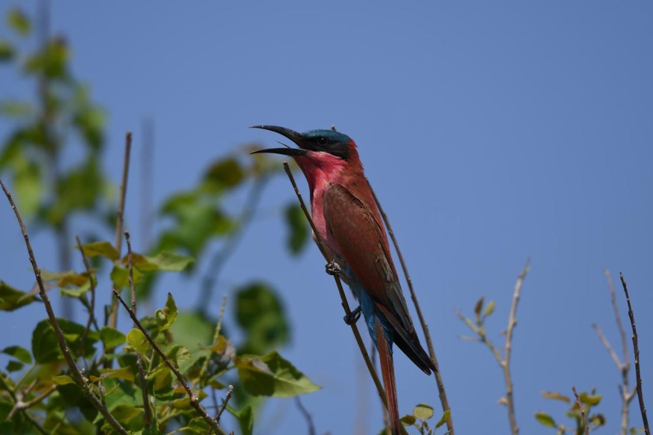 Ngangane Lodge & Reserve Франсистаун Экстерьер фото